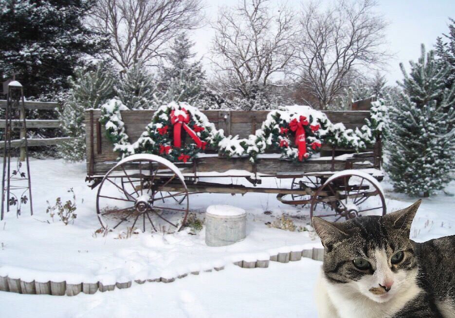 The Times Cutest Pets of Winter 2018